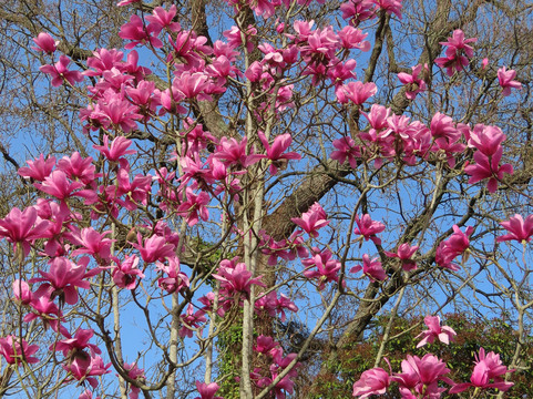 RHS Garden Wisley-Wisley必去景点