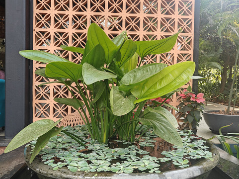 阿瓦塔拉度假村及水疗中心主图