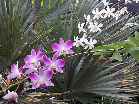 Orchid Island-苏瓦必去景点