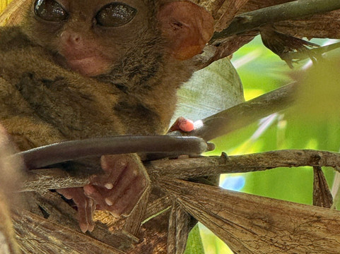 菲律宾眼镜猴及野生动物保护区-Corella必去景点