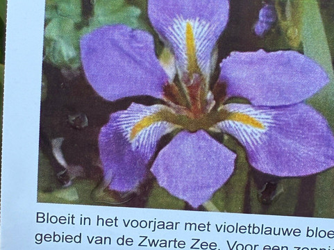 Kwekerij Morning Glory-Aalsmeer必去景点