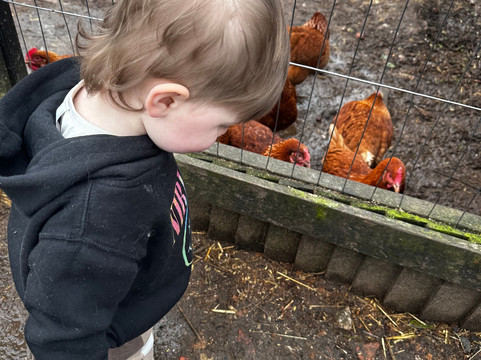 Willow Tree Family Farm-Shirebrook必去景点