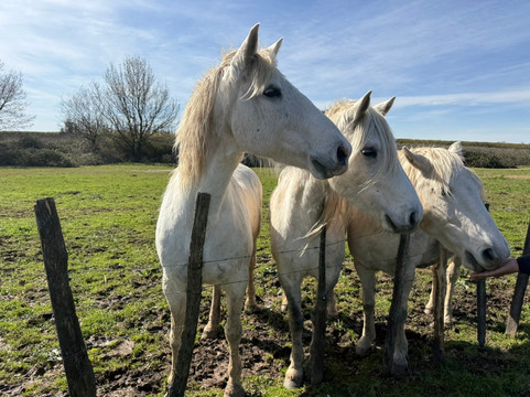 Happy Tour Camargue-艾格莫尔特必去景点