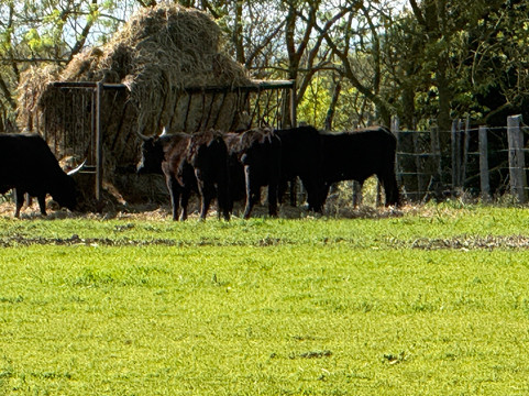 Happy Tour Camargue-艾格莫尔特必去景点