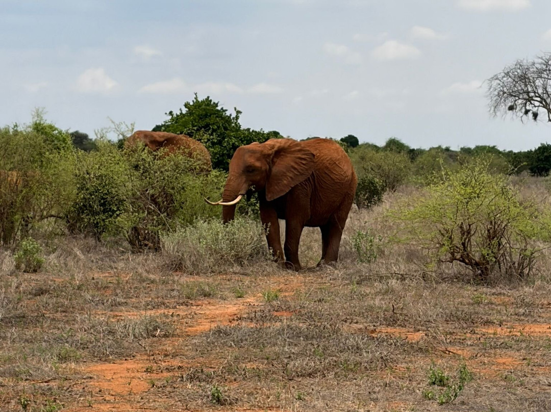 Tsavo East National Park-查佛必去景点