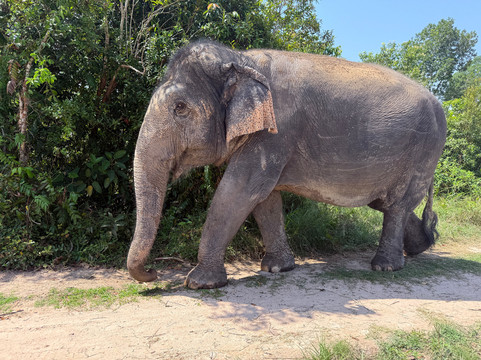 Kulen Elephant Forest-暹粒必去景点