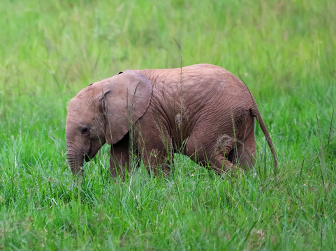 Maasai Mara National Reserve-纳罗克必去景点