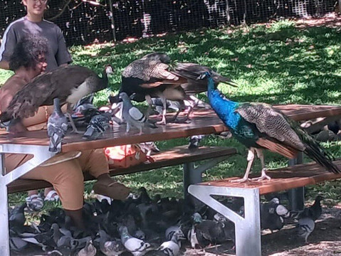 麦金托什岛公园-冲浪者天堂必去景点