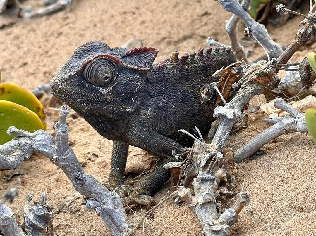 Living Desert Adventures Discover the Little 5-斯瓦科普蒙德必去景点