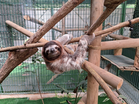 Sloth Sanctuary of Costa Rica-卡维塔必去景点