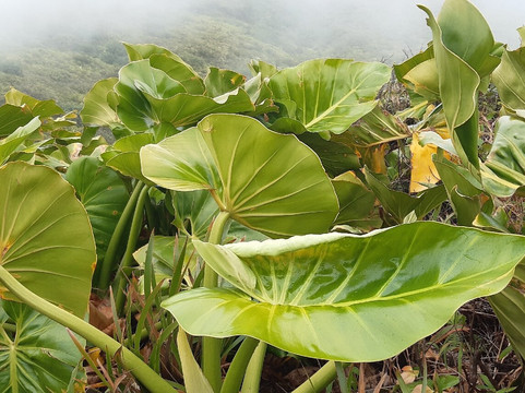 Symbiose Caraibes-Saint-Claude必去景点
