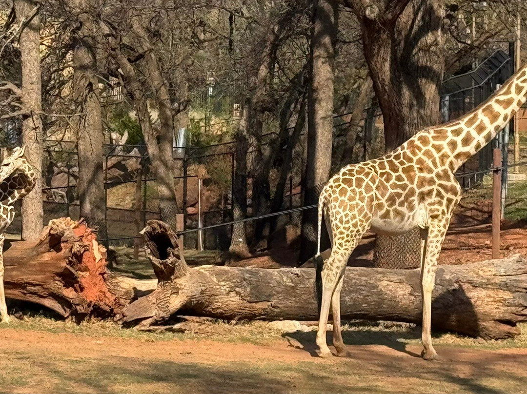 Oklahoma City Zoo and Botanical Garden-俄克拉何马城必去景点