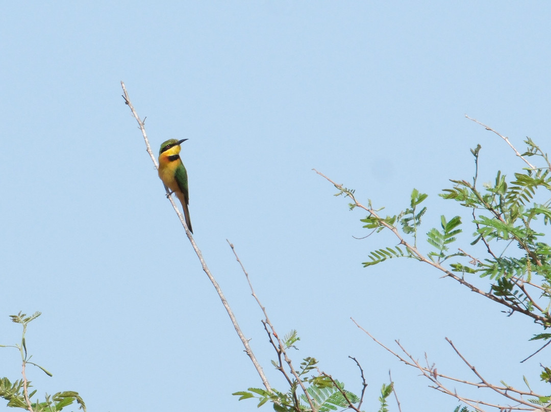 Senegambia Birding-Mandinari必去景点