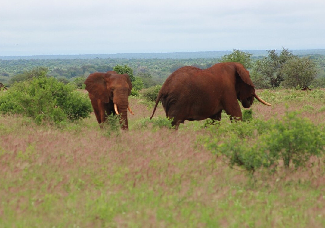 Dida Tours and Safaris-山祖必去景点