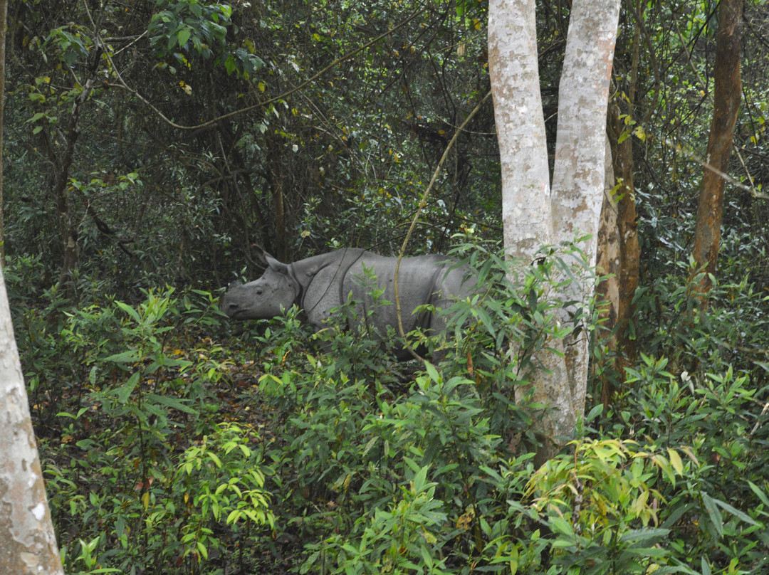 Kaziranga National Park-卡齐兰加国家公园必去景点