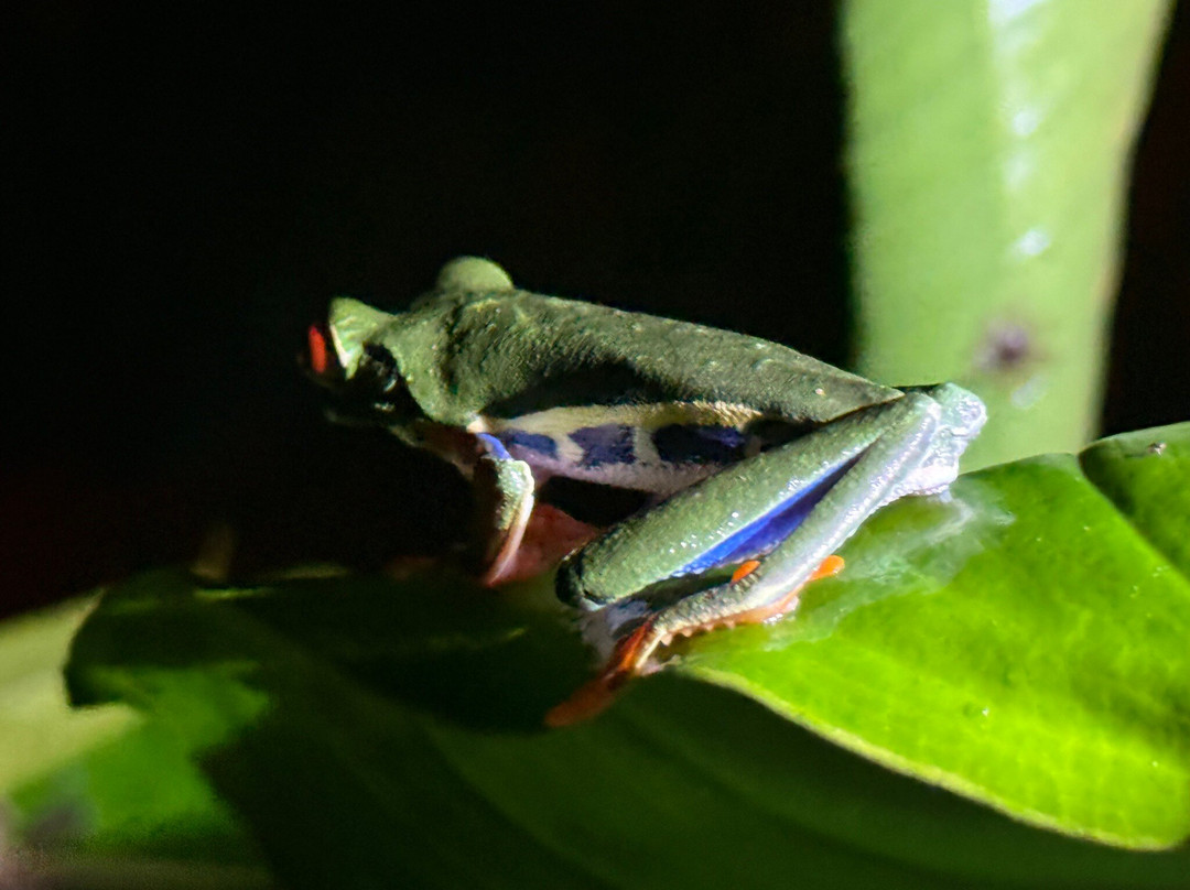 Tapir Valley Nature Reserve-Bijagua de Upala必去景点