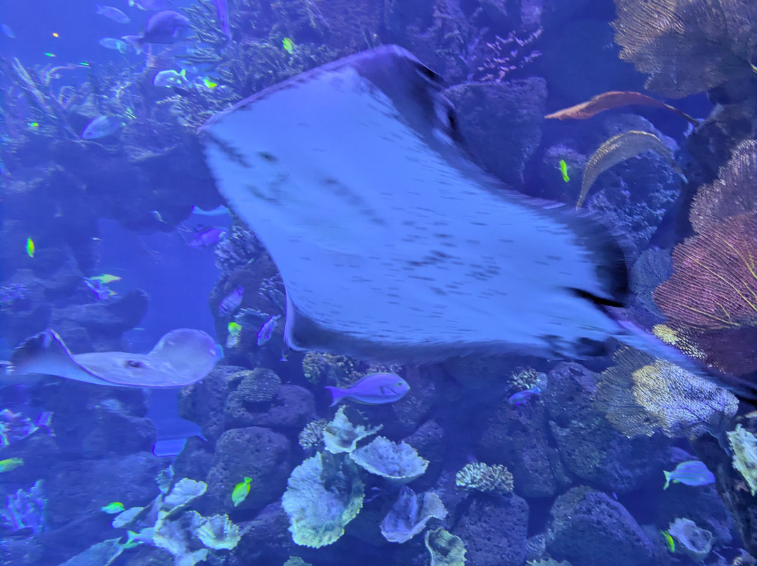 Poema Del Mar-大加那利岛拉斯帕尔马斯必去景点