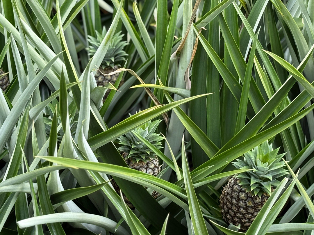 The Best Pineapple Tour Costa Rica-Rio Cuarto必去景点