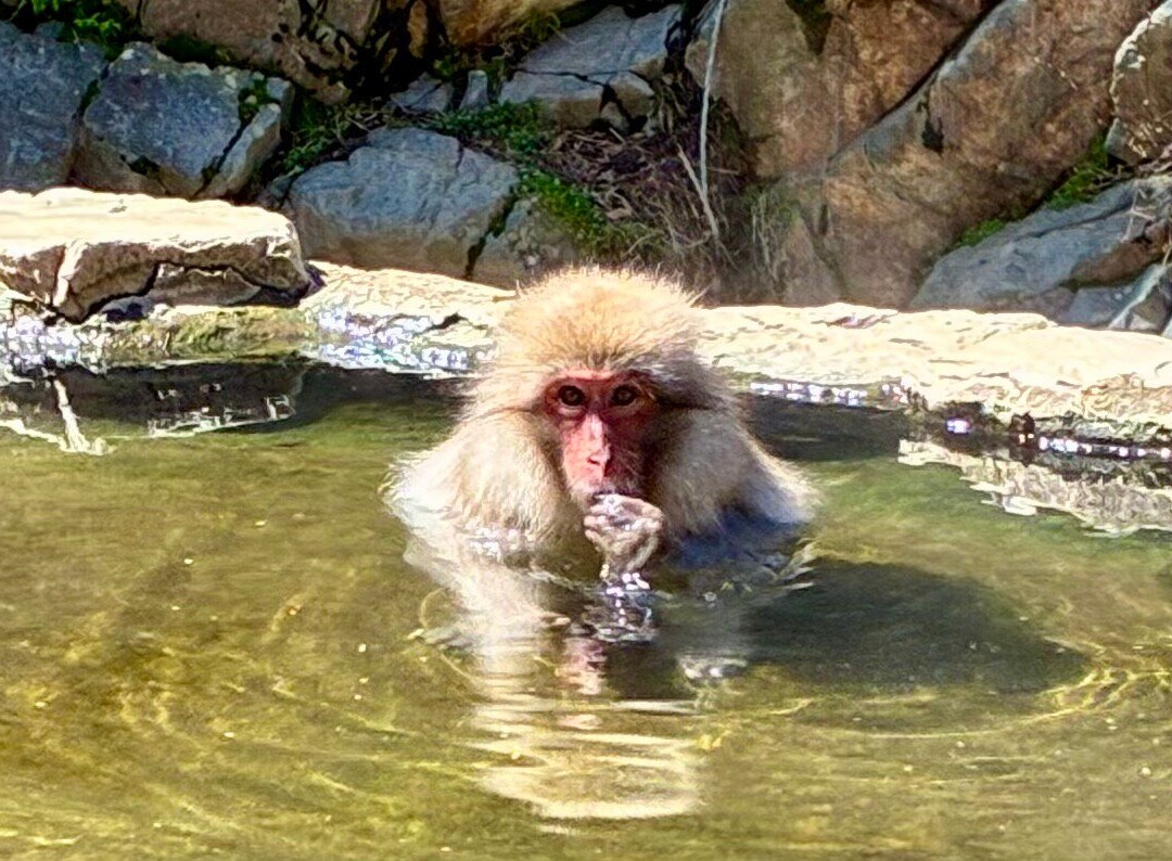 地狱谷雪猴公园-山之内町必去景点