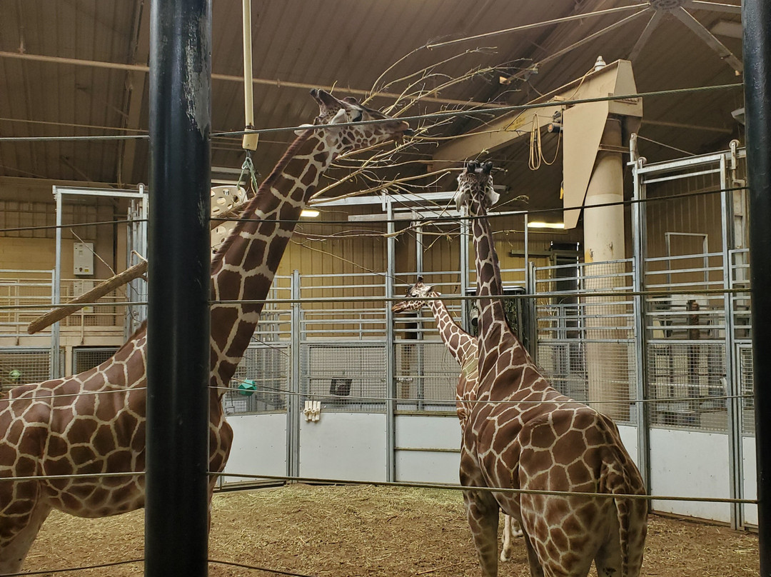 奥马哈亨利多立动物园-奥马哈必去景点