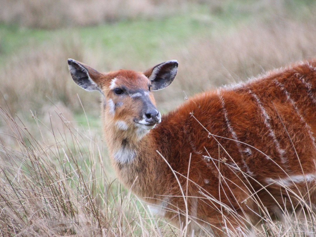 Watatunga Wildlife Reserve-金斯林必去景点