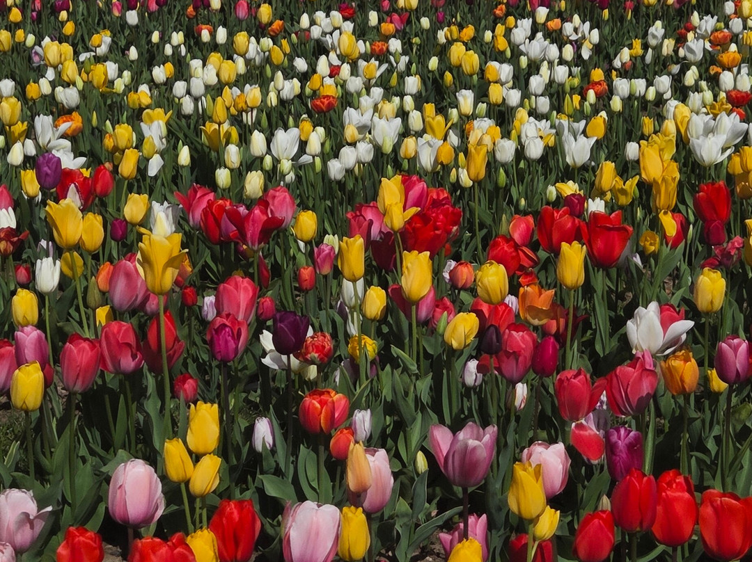 Tulleys Tulip Garden - Warwickshire-沃里克必去景点