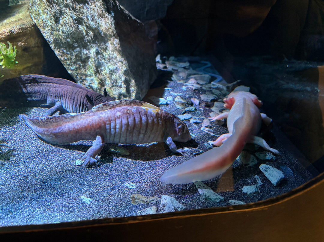 Blue Planet Aquarium-埃尔斯米尔港必去景点