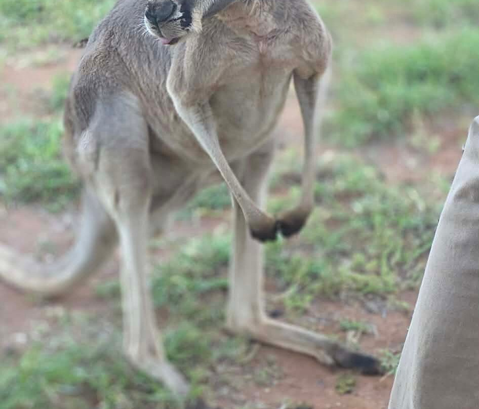The Kangaroo Sanctuary-爱丽斯泉必去景点