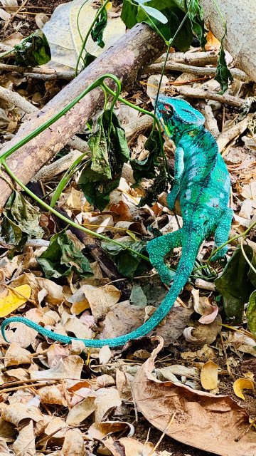 安佳马兰高海滩度假酒店-旅行者