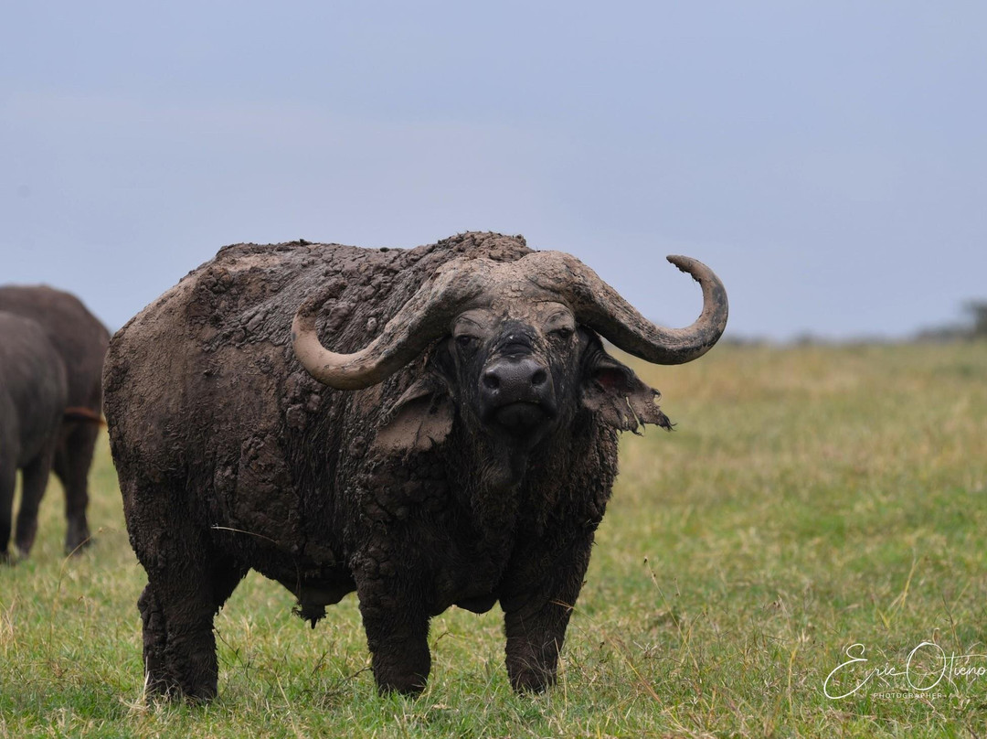 Mara Naboisho Conservancy-纳罗克必去景点