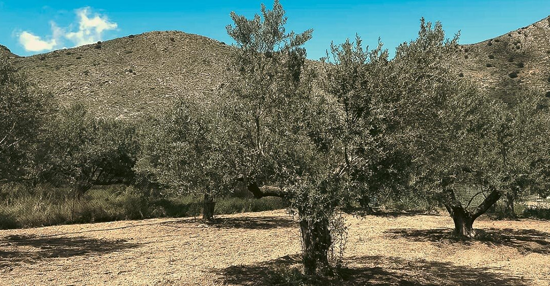 Kokolakis Family Certified Olive Oil Mill-Limnes必去景点