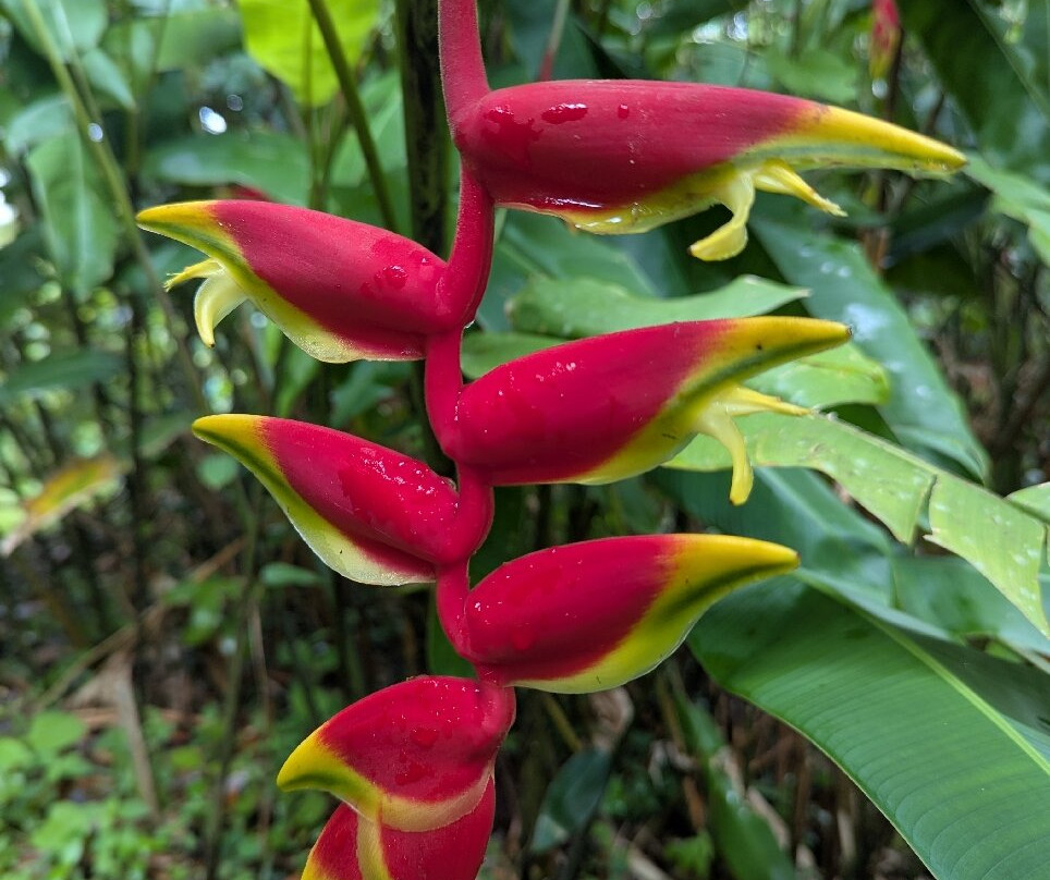 Plantation Beauvallon-Le Morne-Rouge必去景点