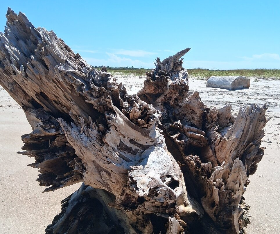 Masonboro Island Reserve-威尔明顿必去景点