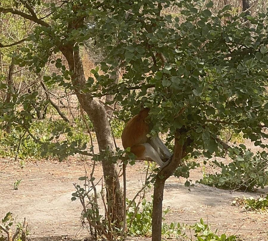 Fathala Wildlife Reserve-Dassilame Ba必去景点