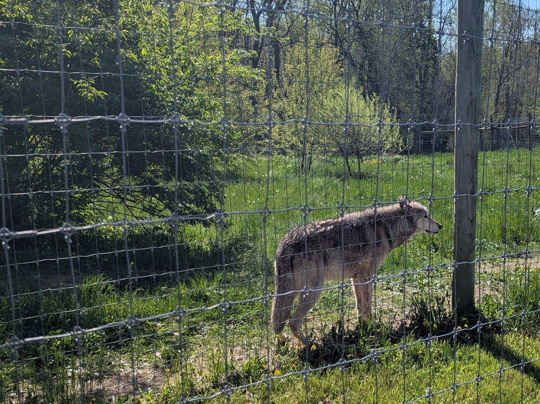 Wolf Sanctuary of PA-利蒂茨必去景点