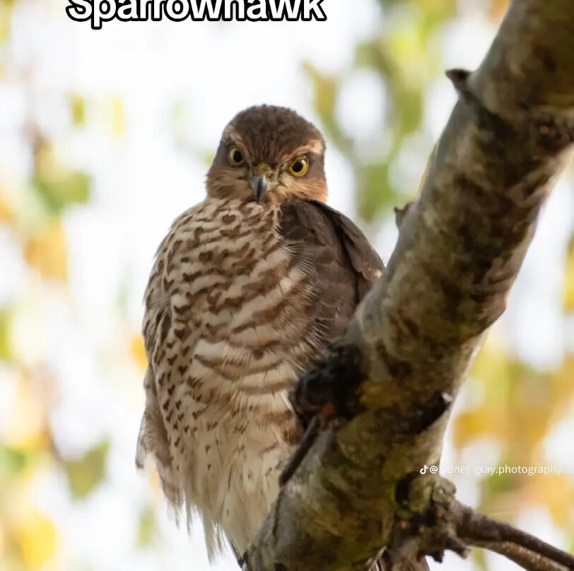 Bird of Prey Experiences - Hawkeye Falconry UK-Thoresby必去景点
