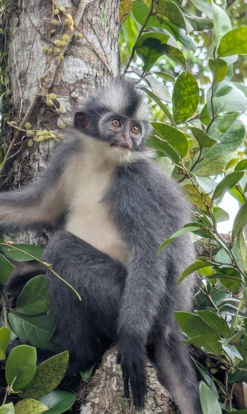 Sumatra Jungle Trek In!-武吉拉旺必去景点