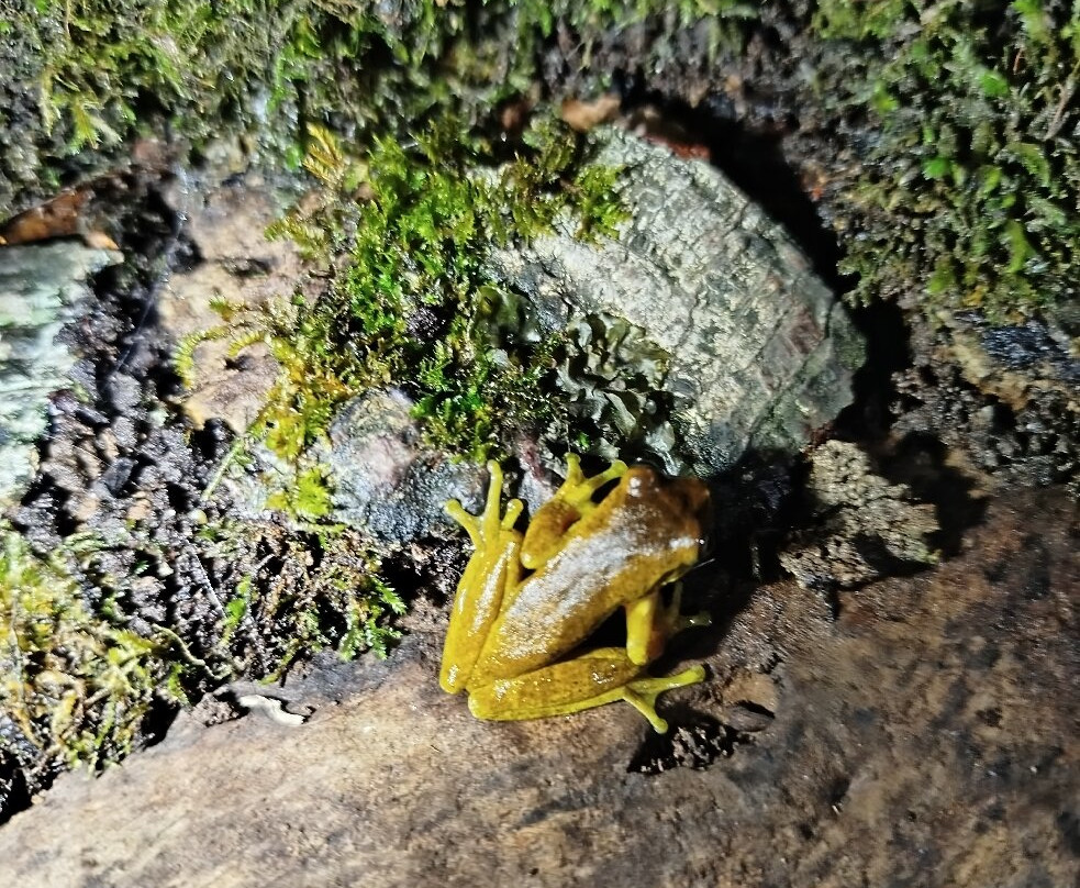 Rafael Elizondo Nature Tours-蒙特维多云雾森林自然保护区必去景点