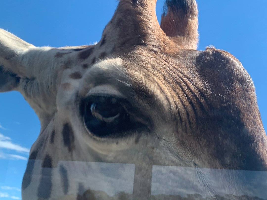 Monarto Safari Park-Monarto必去景点