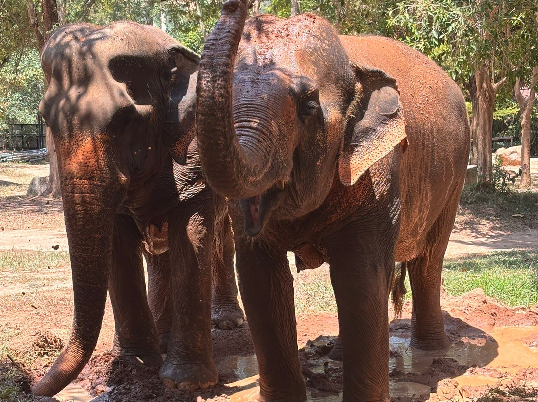 Samui Elephant Sanctuary-波普特必去景点