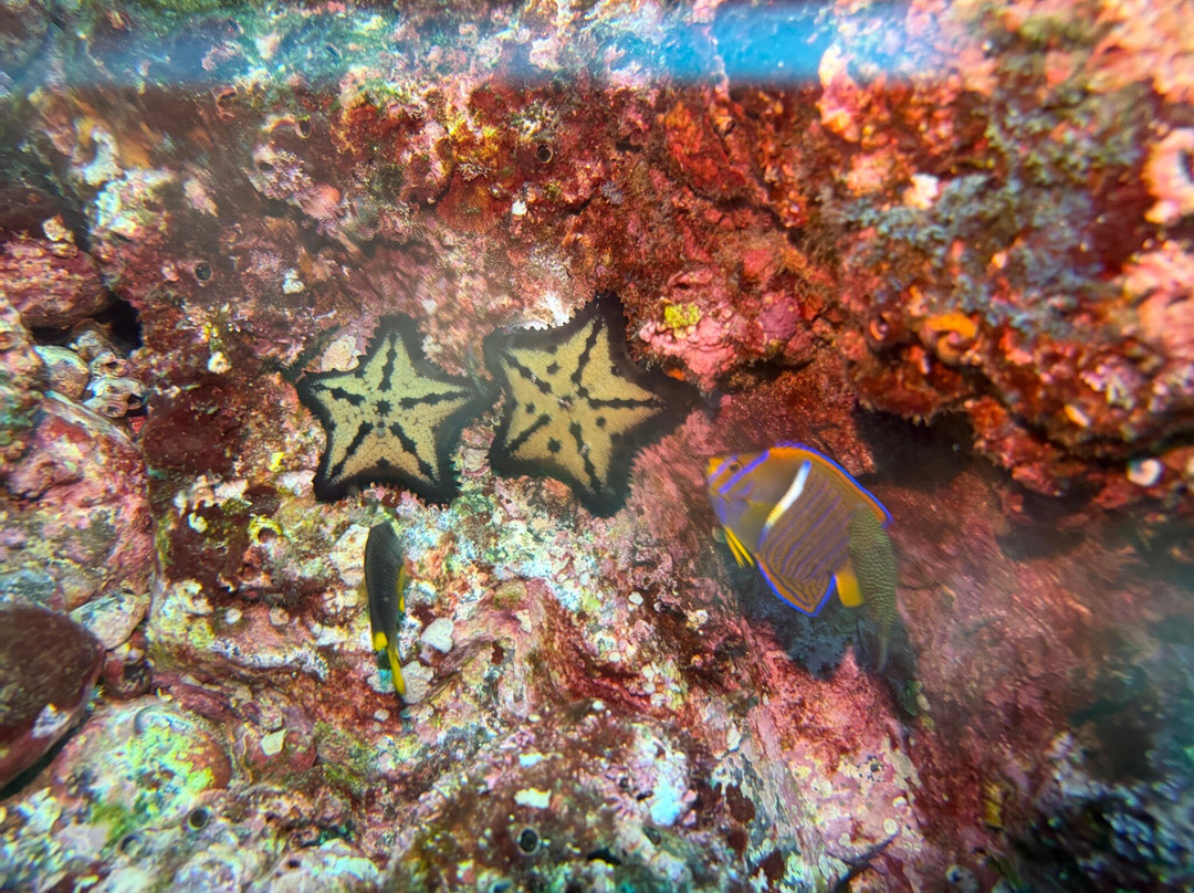 Rocket Frog Divers-Playas del Coco必去景点