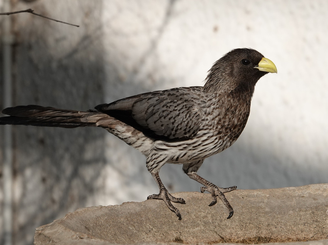 Kotu Bridge (Bird watching)-塞瑞库达必去景点