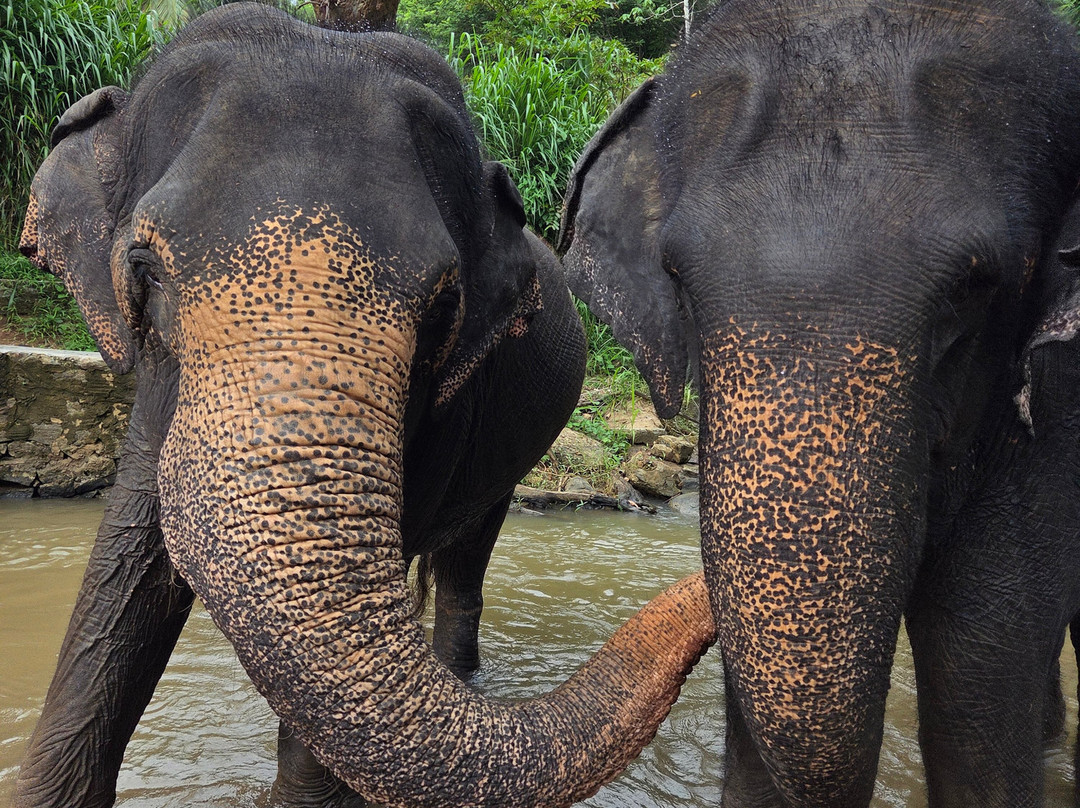 Elephant Freedom Project-凯格勒 必去景点