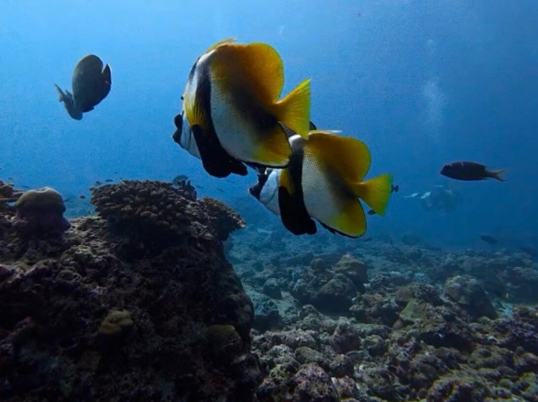 Euro-Divers Niva Dhigali Maldives-Meedhoo必去景点