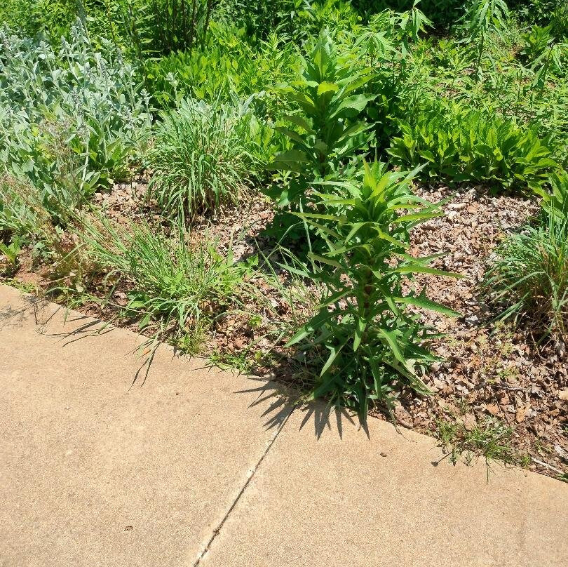 Huntsville Botanical Garden-亨茨维尔必去景点