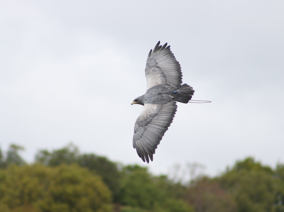 Elite Falconry-Kirkcaldy必去景点