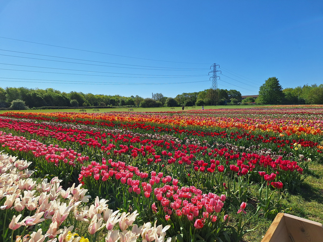 Tulleys Tulip Fields - Hertfordshire-圣奥尔本斯必去景点