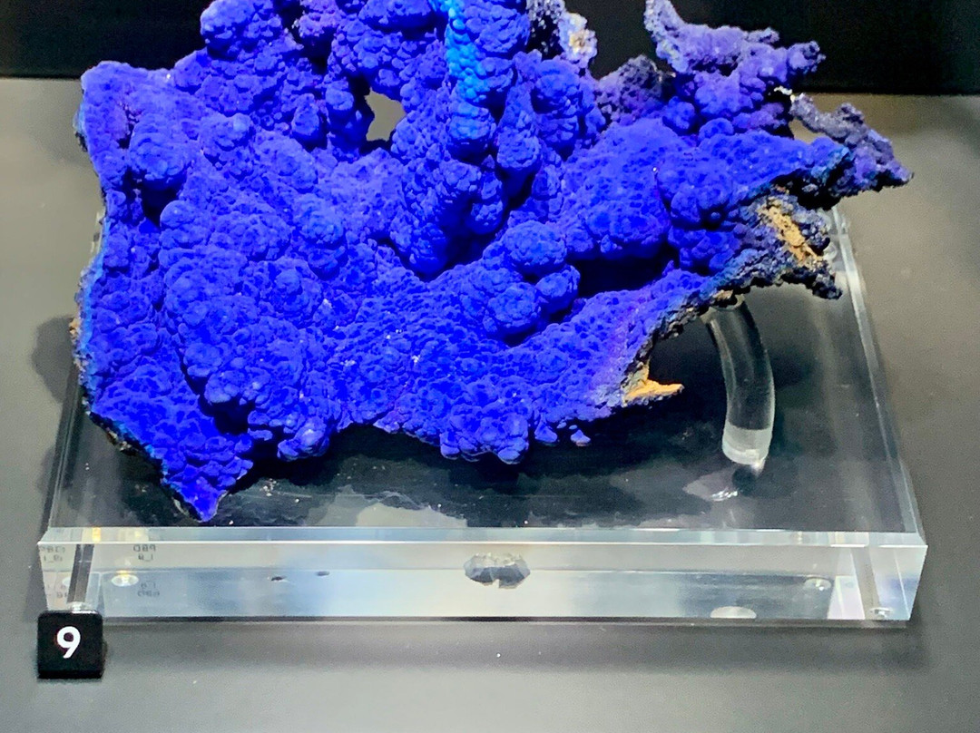 耶鲁大学皮博迪自然史博物馆-纽黑文必去景点
