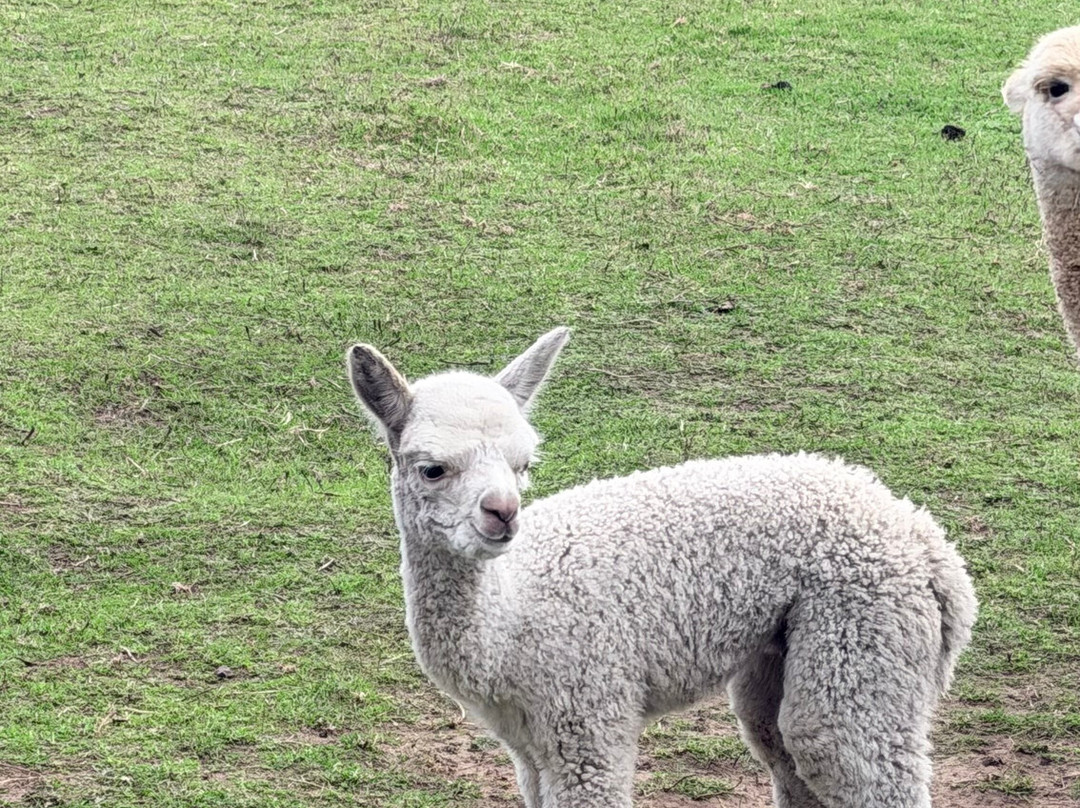 Softfoot Farm & Wildlife Park-Hindmarsh Valley必去景点