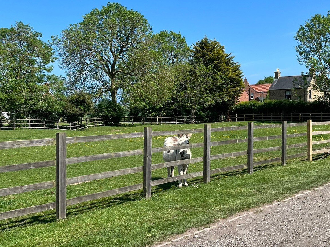 Radcliffe Donkey Sanctuary-Huttoft必去景点